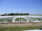 Birdnetting nets berries structure protection birds