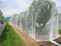 Orchard netting birdnetting cherry nets bird protection