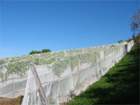 drapeover net birdnetting vineyard bird protection