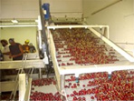 Conveyor processing equipment packing cherry orchard farm
